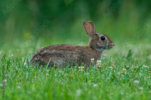 Cute brown rabbit in the grass © Glenn