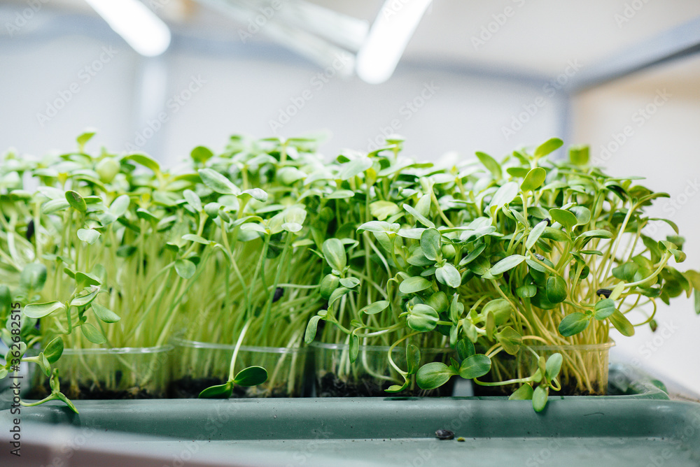 Juicy and young sprouts of micro greens in the greenhouse. Growing seeds. Healthy eating Juicy and young sprouts of micro greens in the greenhouse. Growing seeds. Healthy eating
