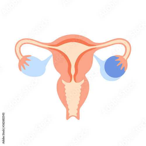 Reproductive system concept