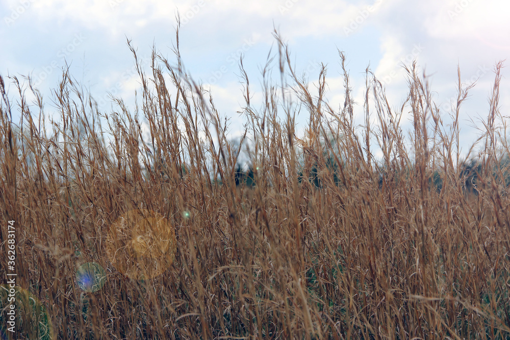 Fototapeta premium grass and sky
