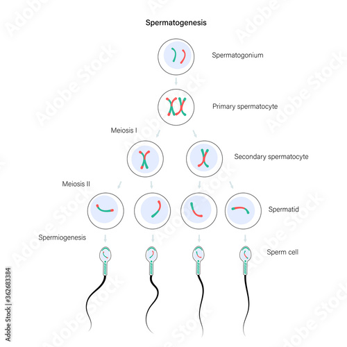 Reproductive system concept