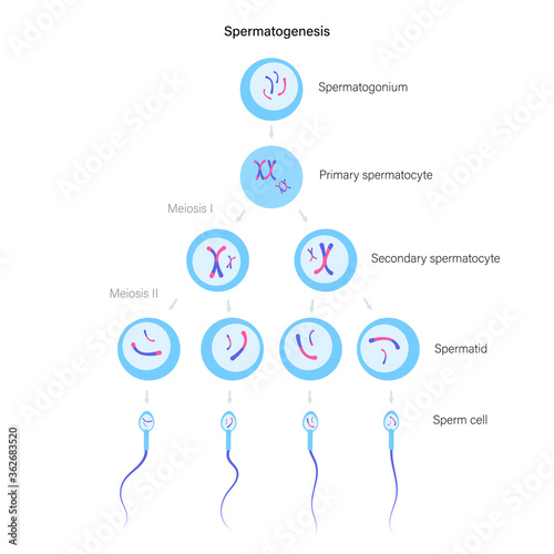 Reproductive system concept