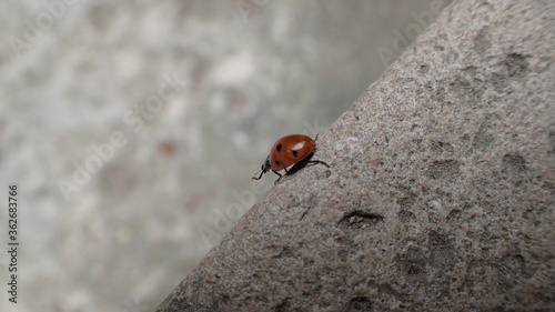 Ladybug and the future. La coccinelle et l'avenir