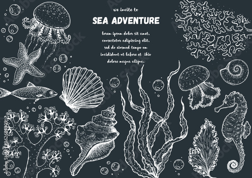 Underwater world hand drawn collection. Sketch illustration. Seaweed, coral, seashells, starfish, jellyfish, fish illustration. Vintage design template. Undersea world collection.