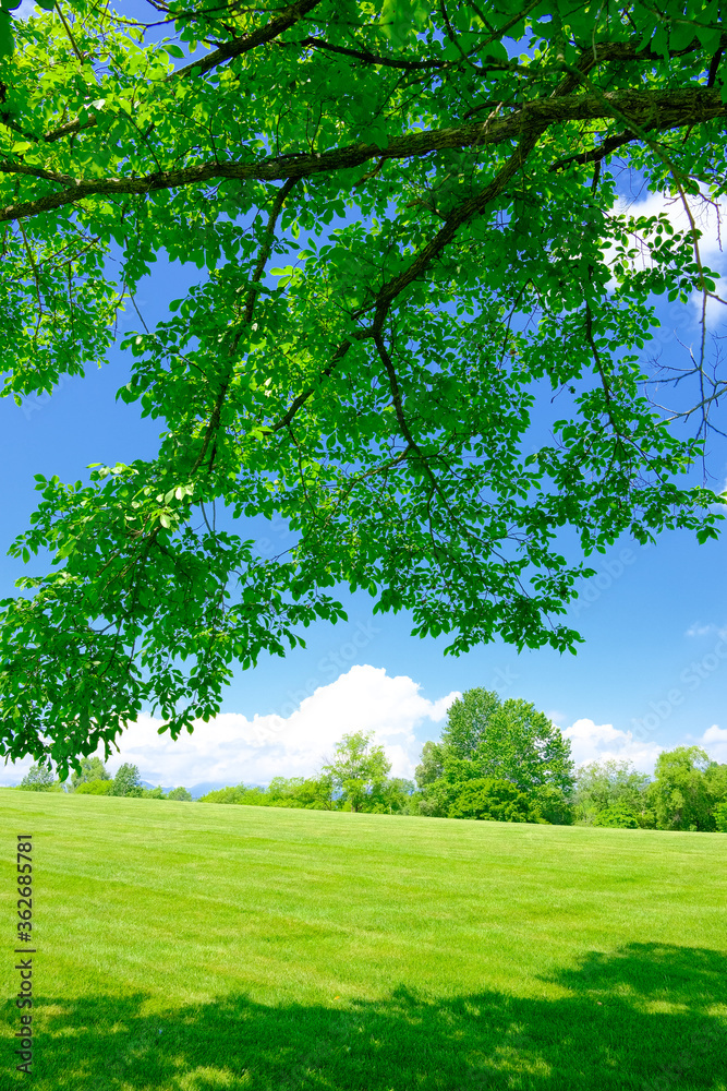 Fototapeta premium 夏の風景