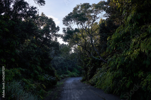 Dark and weathered road in a lush and overgrown tropical rainforest in Hawaii Volcanoes National Park in the early morning.