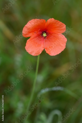 Close up of a single orange flower in a field,