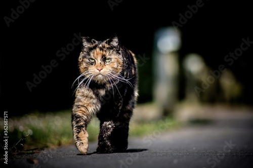 Portrait Of Cat On Street Fototapet