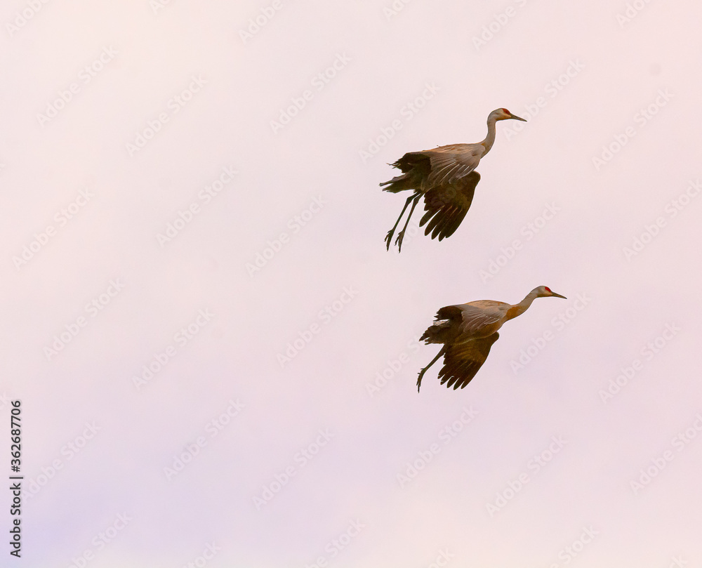 Obraz premium Two Sandhill Cranes with wings and feet down gliding in for landing