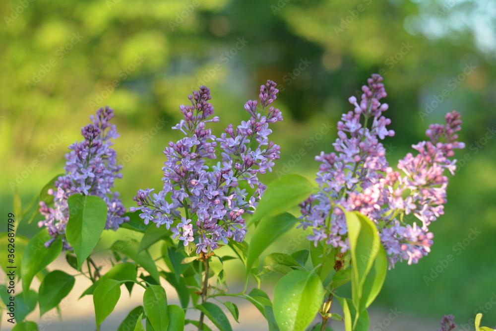 Obraz premium lilac flowers in the garden