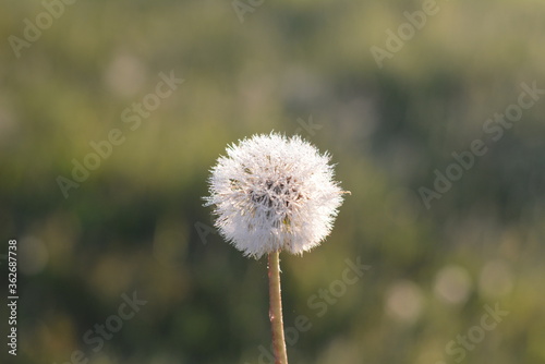 dandelion seed head