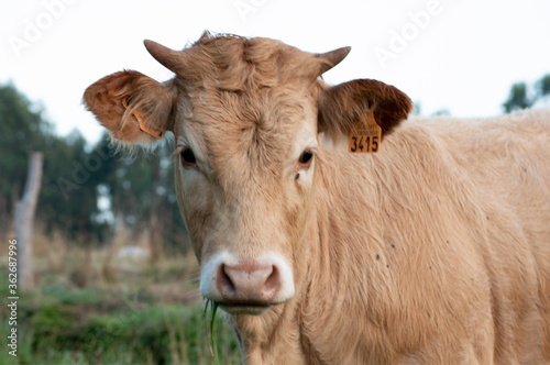 Portrait of a cow in a meadow © ResiLente