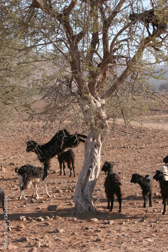 goats on tree in morocco