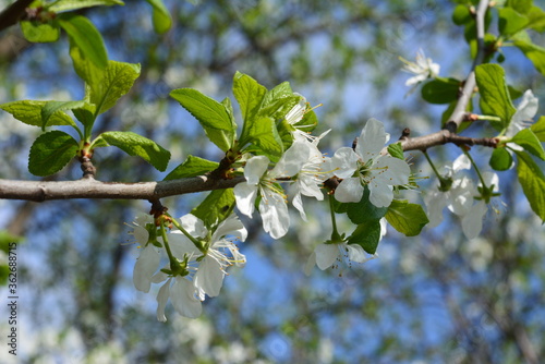 tree, spring, blossom, flower, nature, white, flowers, branch, sky, cherry, bloom, green, apple, plant, blue, blooming, garden, leaf, beauty, season, leaves, plum, blossoming, petal, beautiful
