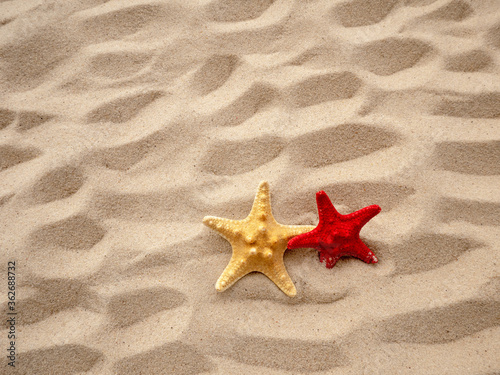 Two starfish are lying on the sand. Concept of vacation, sea, travel