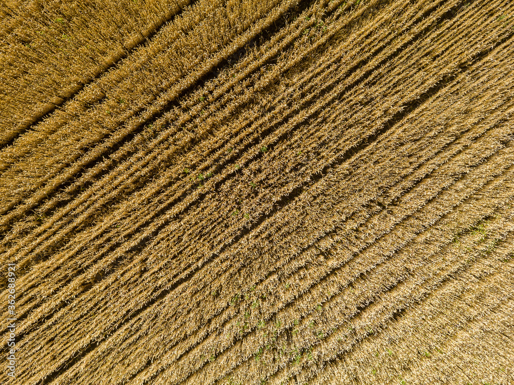 Aerial top view of the golden wheat field. Rural nature background Aerial top view of the golden wheat field. Rural nature background