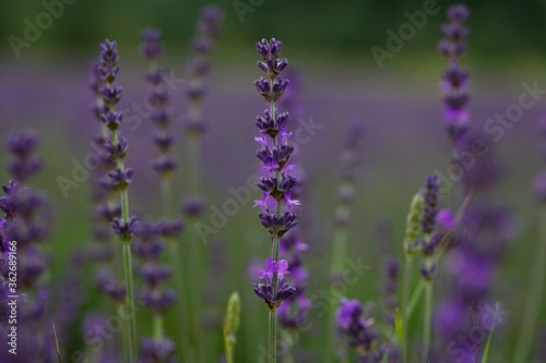 Close up of lavender growing in a field © mjgmedia
