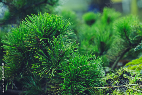 Coniferous background. Emerald pine needles close-up. Mountain pine branch. The stone garden. Christmas background