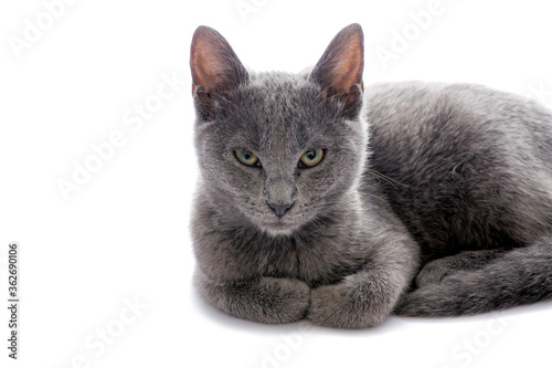 Small gray cat isolated on white.Studio shot