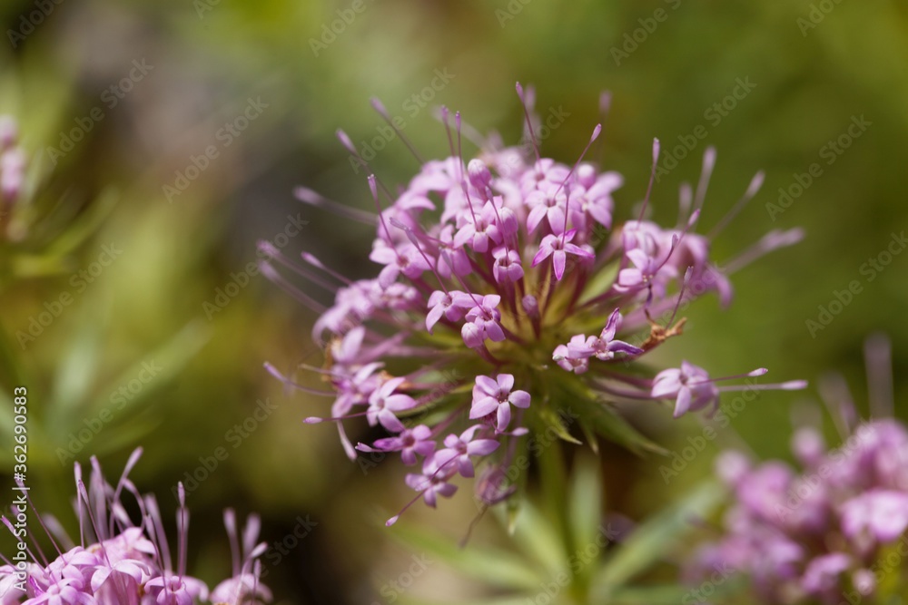 Flower of a Caucasian crossword, Phuopsis stylosa Flower of a Caucasian crossword, Phuopsis stylosa