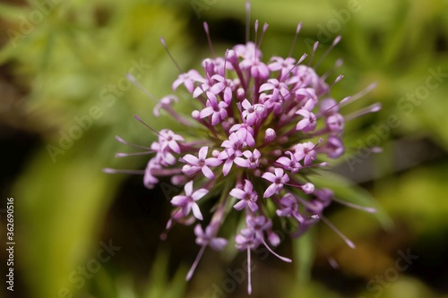 Flower of a Caucasian crossword  Phuopsis stylosa