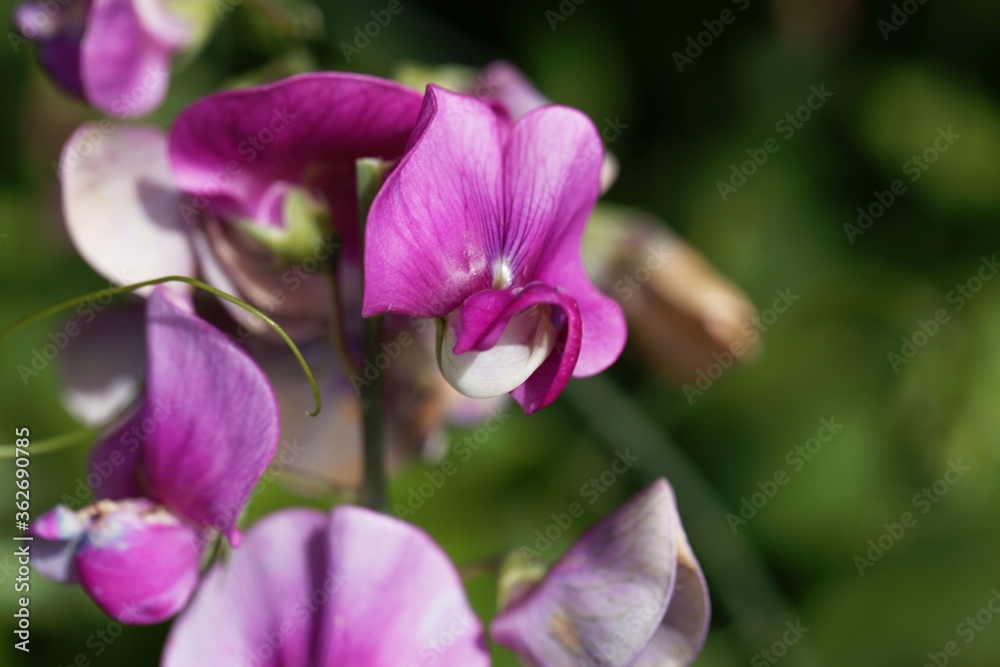 Flower of a bitter vetch, Lathyrus linifolius