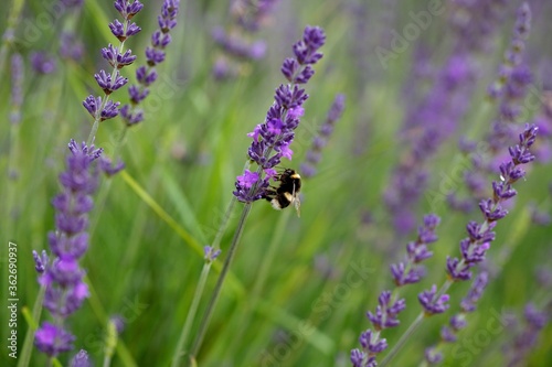 Fototapeta Naklejka Na Ścianę i Meble -  A bee lands on an isolated lavender in a field in England