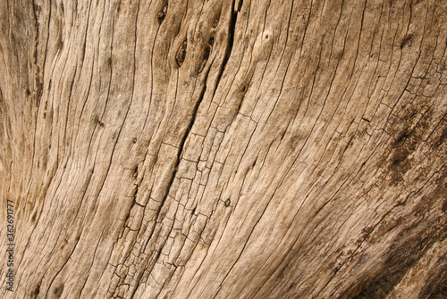 wood texture background