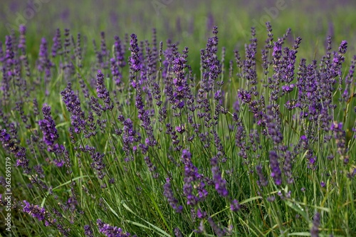 Close up of lavender growing in a Field