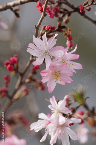 十月桜の花 © ykimura65