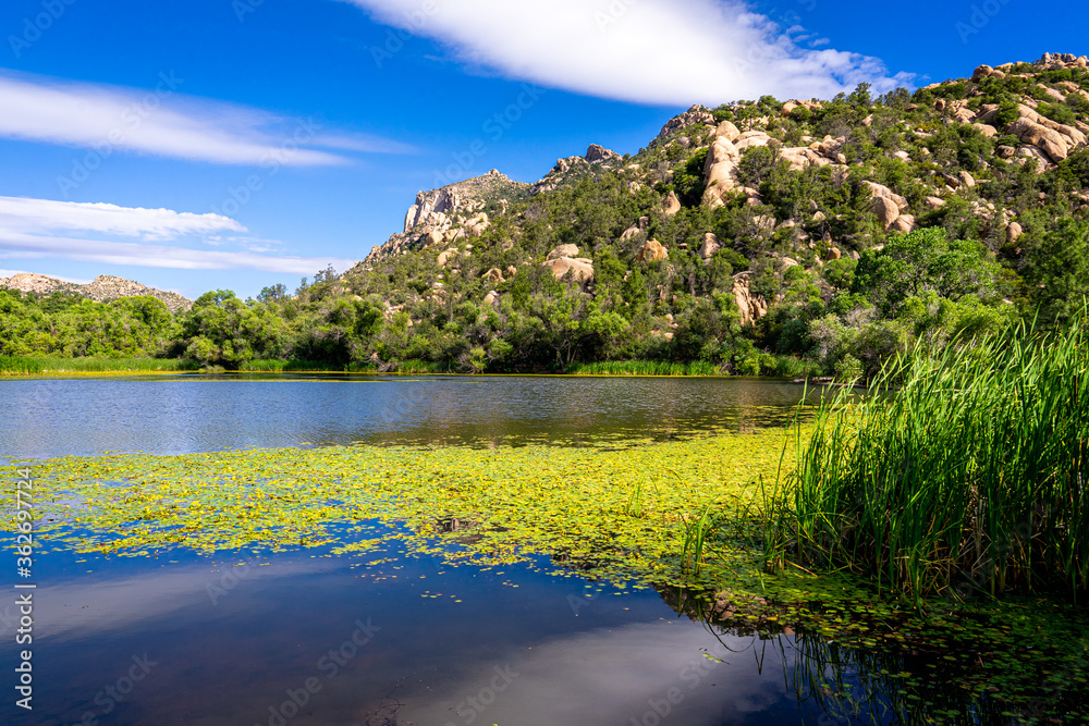 This image was captured at Granite Basin Lake in the Granite Mountain Recreational area in Prescott, Arizona. Cattails and lily pads are seen by the shoreline.
