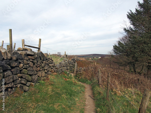 Fototapeta Naklejka Na Ścianę i Meble -  a narrow footpath between a dry stone wall and fence surrounding a meadow in west yorkshire countryside near heptonstall