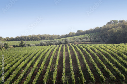 Beautiful scenery looking across Tuscany featuring vineyards  buildings  farms