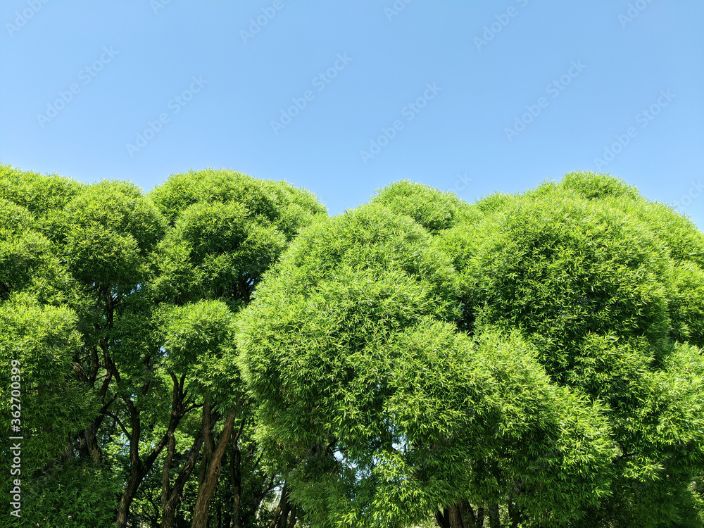 Fototapeta premium Crown of green willow against the blue sky, beautiful landscape