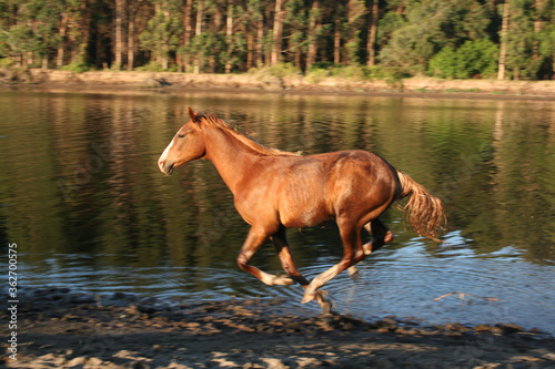 La ligua, Chile