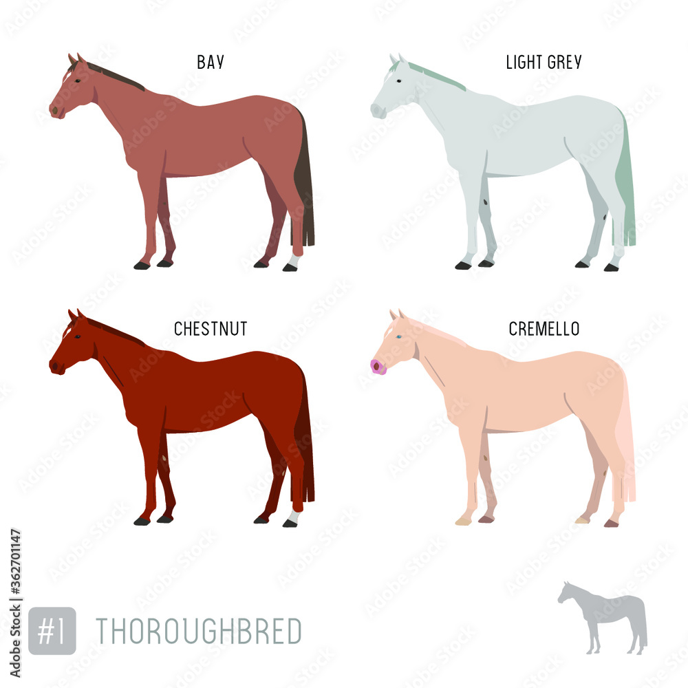 Horse Breeds: Set of Vector Thoroughbred Race Horses