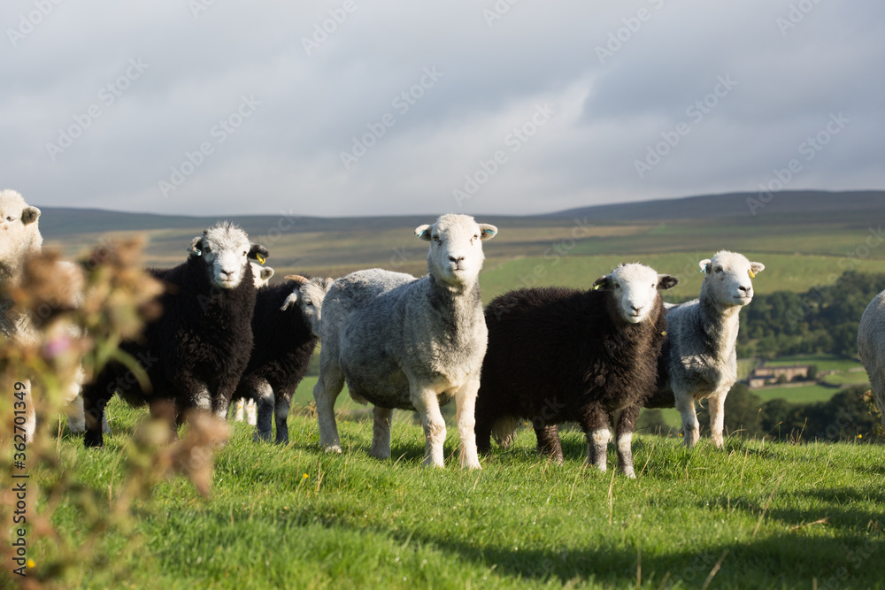 Flock of sheep wandering through Yorkshire moors. Flock of sheep wandering through Yorkshire moors.