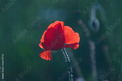 Obraz na płótnie One single red wild poppie among grass, red flowers on a blue background, nature, beauty, macro, closeup w salonie