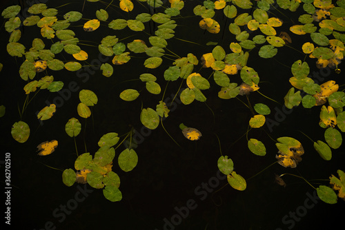 Pond of leaf.