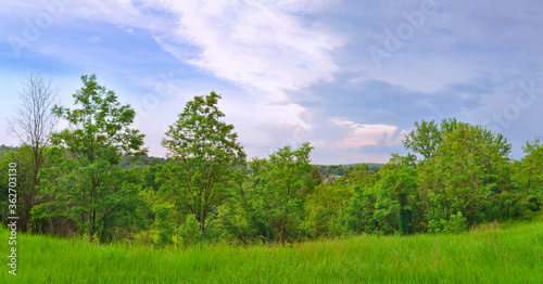 Uncut summer meadow bounded by a grove of leafy trees. Summer nature background.