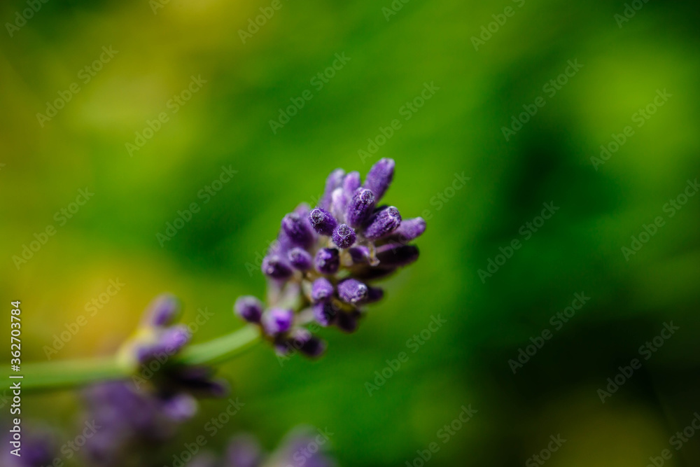 Lavender field closeup. Blooming lavender. Aromatic lavender flowers over sunset sky. Lavender field closeup. Blooming lavender. Aromatic lavender flowers over sunset sky.