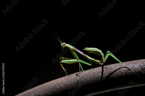 Mantis close up. Green insect.