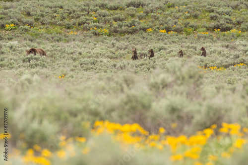 Grizzly bear cubs from the famous grizzly bear 399 wander through a field of flowers in Grand Teton National Park  Wyoming .