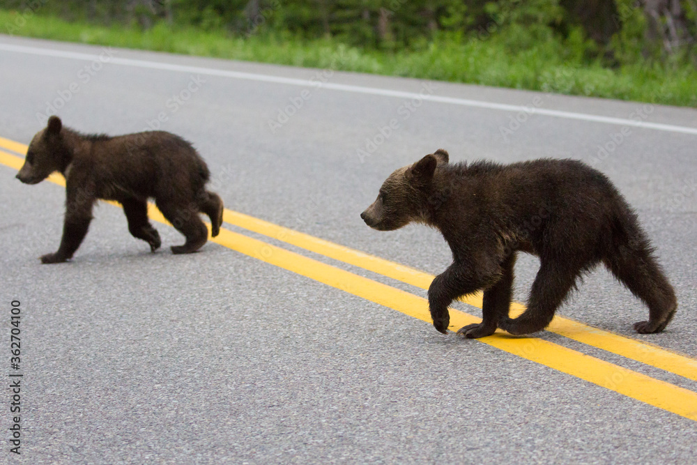 The world famous Grizzly Bear 399 and her four cubs grazing in the fields and crossing the road in Grand Teton National Park (Wyoming). The world famous Grizzly Bear 399 and her four cubs grazing in the fields and crossing the road in Grand Teton National Park (Wyoming).