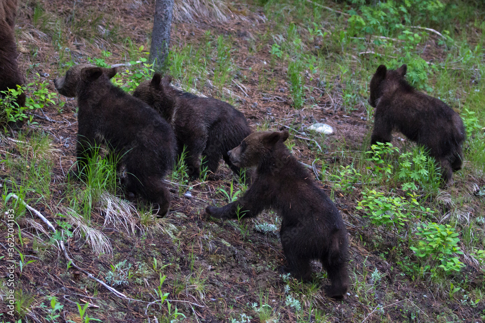 The world famous Grizzly Bear 399 and her four cubs grazing in the fields and crossing the road in Grand Teton National Park (Wyoming). The world famous Grizzly Bear 399 and her four cubs grazing in the fields and crossing the road in Grand Teton National Park (Wyoming).