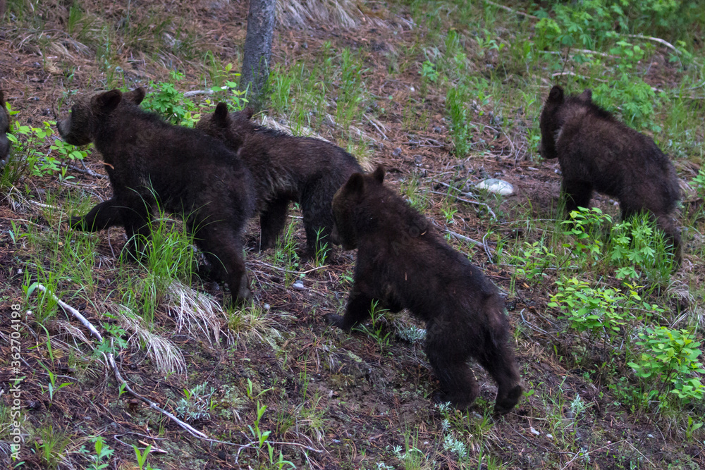 The world famous Grizzly Bear 399 and her four cubs grazing in the fields and crossing the road in Grand Teton National Park (Wyoming). The world famous Grizzly Bear 399 and her four cubs grazing in the fields and crossing the road in Grand Teton National Park (Wyoming).