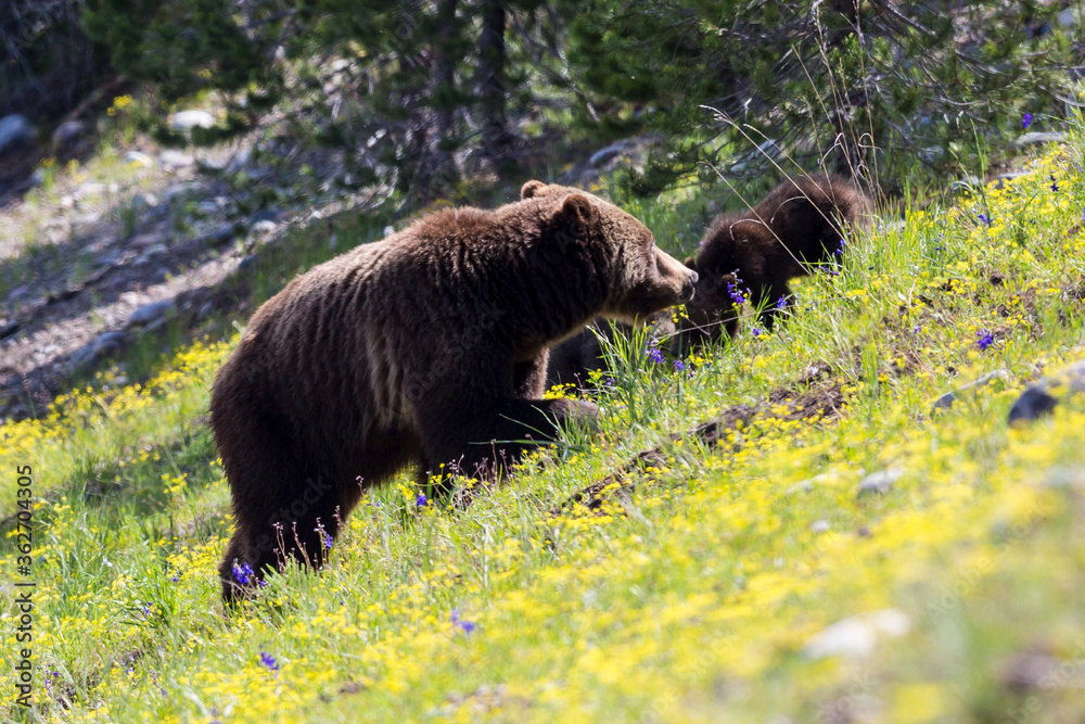 The world famous Grizzly Bear 399 and her four cubs grazing in the fields and crossing the road in Grand Teton National Park (Wyoming). The world famous Grizzly Bear 399 and her four cubs grazing in the fields and crossing the road in Grand Teton National Park (Wyoming).