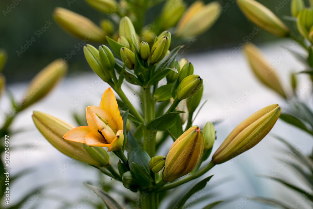 The flower buds of the yellow Lily garden in the summer The flower buds of the yellow Lily garden in the summer
