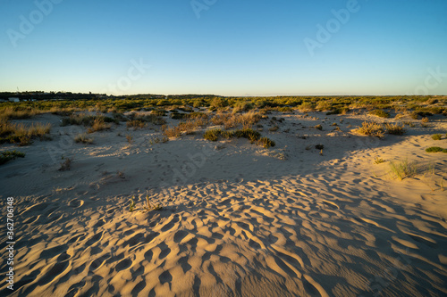 Fototapeta Naklejka Na Ścianę i Meble -  Paisaje de dunas de arena de playa