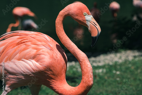 Closeup of a Pink Flamingo